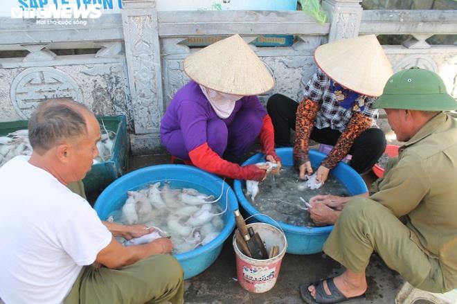 Làng bắt chuột đồng ở Hải Dương ngày chính vụ làm đến đâu hết đến đấy-17