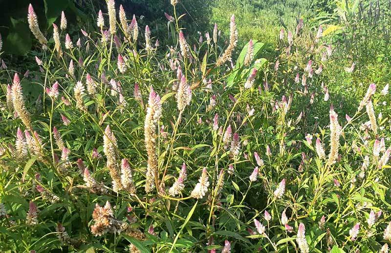 Cỏ dại đầy đồng quê thành hàng sang chảnh hút khách Hà thành-1