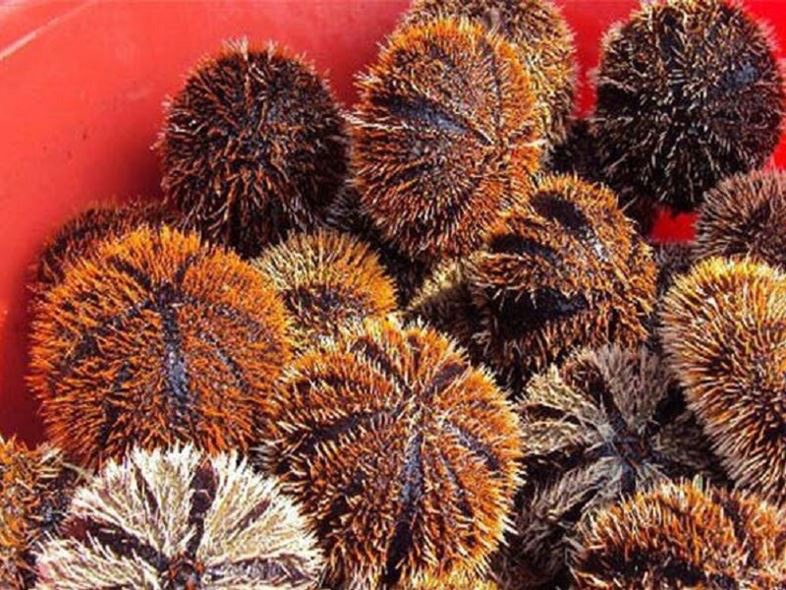 Nhân sâm biển - đặc sản thần dược giúp đấng mày râu vững phong độ-2