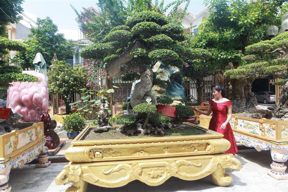 Chiêm ngưỡng cây duối cổ độc nhất vô nhị, trả giá 14 tỷ đồng không bán-1