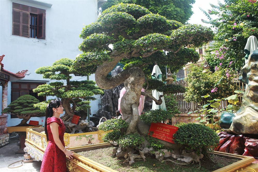 Chiêm ngưỡng cây duối cổ độc nhất vô nhị, trả giá 14 tỷ đồng không bán-2