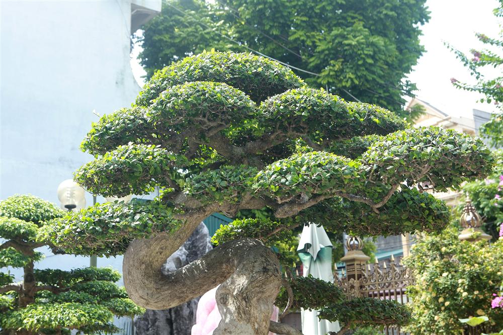 Chiêm ngưỡng cây duối cổ độc nhất vô nhị, trả giá 14 tỷ đồng không bán-3