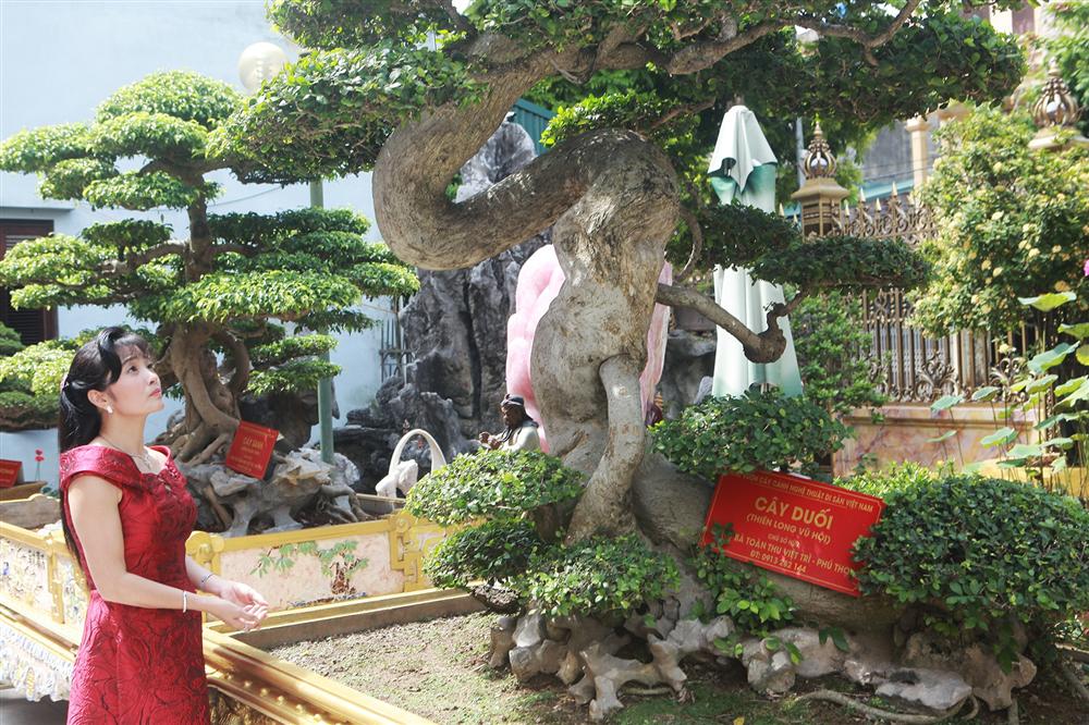 Chiêm ngưỡng cây duối cổ độc nhất vô nhị, trả giá 14 tỷ đồng không bán-4