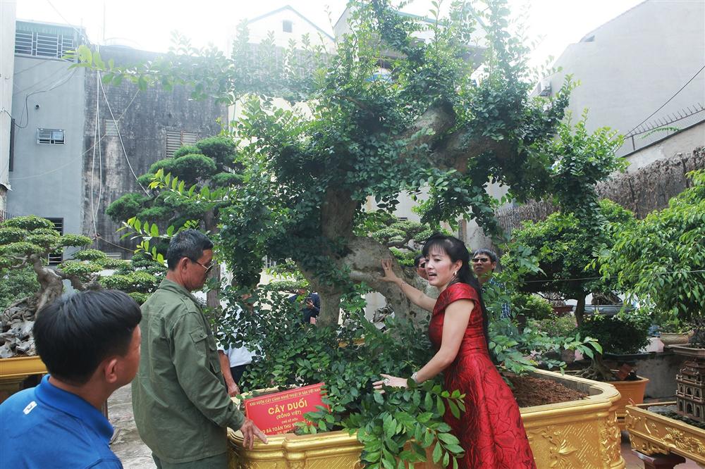 Chiêm ngưỡng cây duối cổ độc nhất vô nhị, trả giá 14 tỷ đồng không bán-5