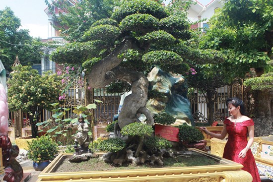 Chiêm ngưỡng cây duối cổ 'độc nhất vô nhị', trả giá 14 tỷ đồng không bán