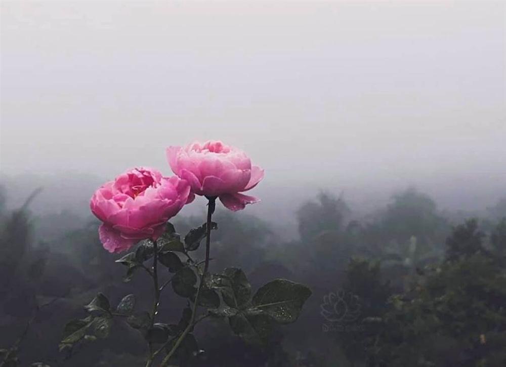 Cậu bé bóc mít thuê năm nào giờ là ông chủ vườn hồng đẹp như cổ tích-4