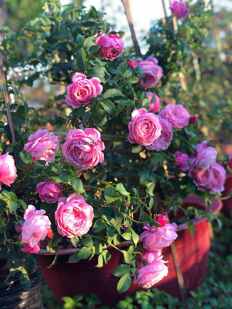 Cậu bé bóc mít thuê năm nào giờ là ông chủ vườn hồng đẹp như cổ tích-7