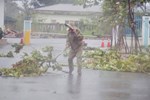 Những hình ảnh đầu tiên tại đảo Lý Sơn khi bão số 9 đi qua: Mọi thứ đều tan hoang, người dân thất thần bên đống đổ nát-7