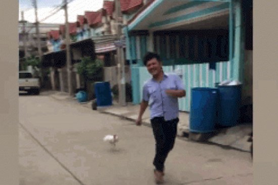 Tình huống hài hước: Con gà hung hãn rượt đuổi người đàn ông chạy thục mạng trên phố