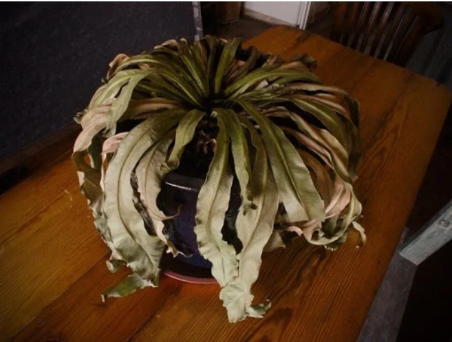 Trong nhà có 4 đồ vật này dù tiếc tới mấy cũng nên vứt đi kẻo tán lộc-1