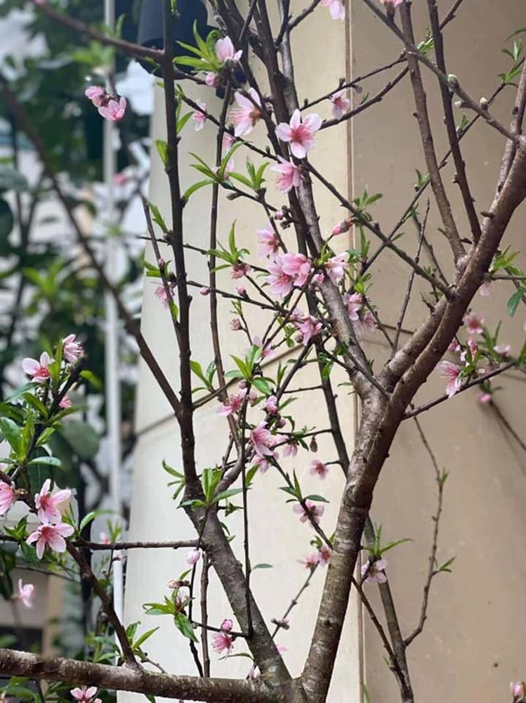 Năm nay rất lạ: Đào rừng nở giữa thu, Hà thành tới tấp đặt mua-1