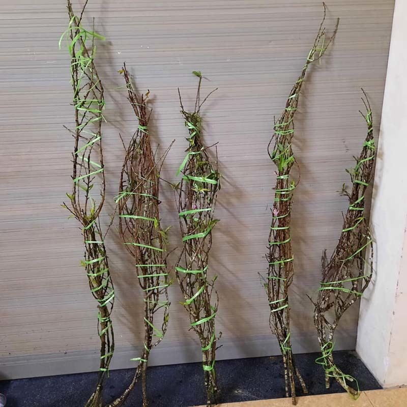 Năm nay rất lạ: Đào rừng nở giữa thu, Hà thành tới tấp đặt mua-2