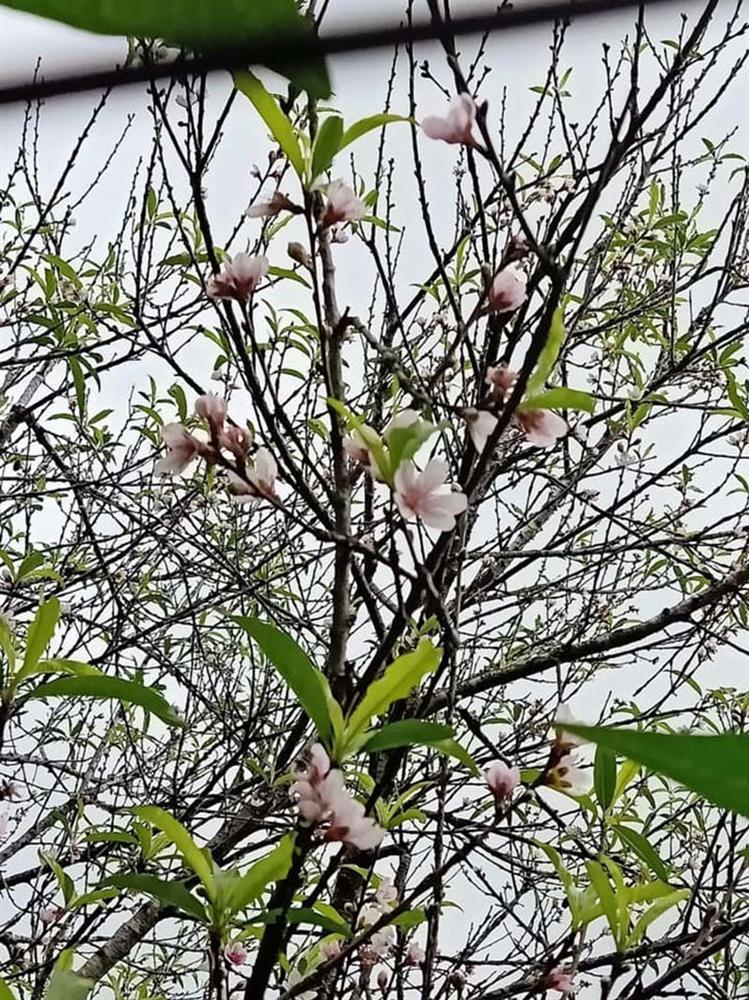 Năm nay rất lạ: Đào rừng nở giữa thu, Hà thành tới tấp đặt mua-3