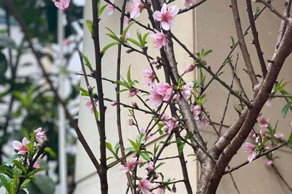 Nghiêm cấm chặt đào rừng chơi Tết-2