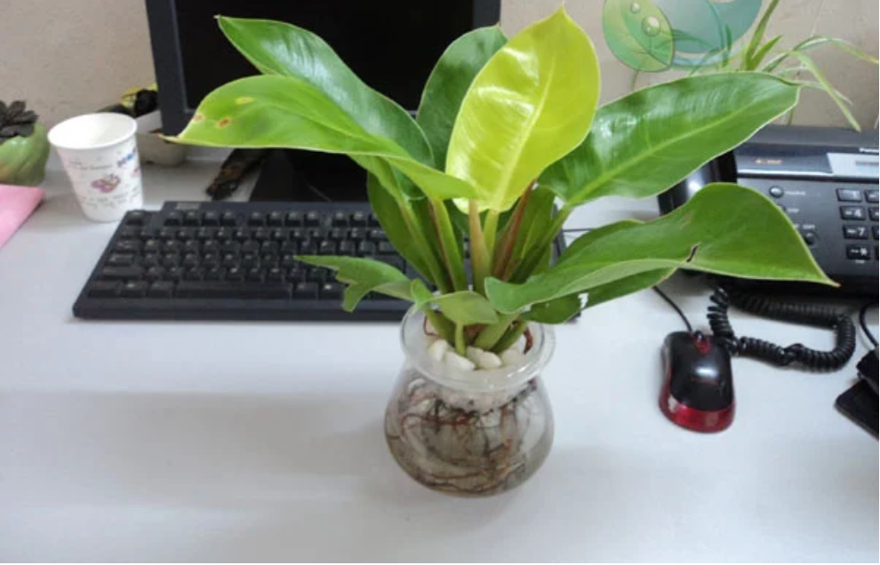 3 tháng cuối năm, đặt ngay loại cây này lên bàn làm việc để hút tài lộc-1
