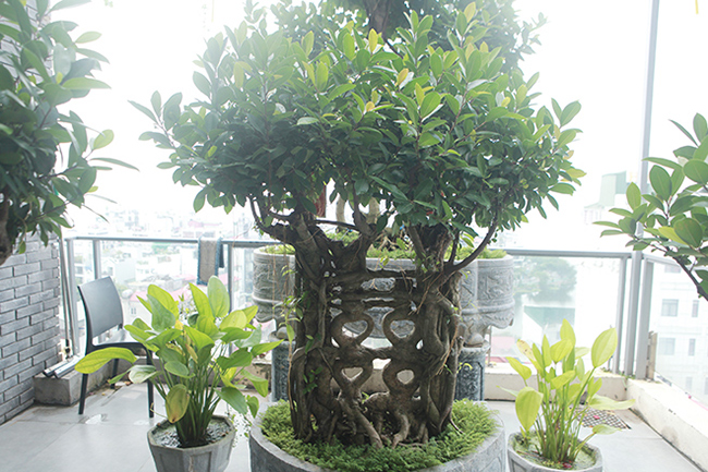 Độc đáo nhất Việt Nam: Uốn si cổ thành chữ Song hỷ, Ngũ phúc rồi bán giá tiền tỷ-3