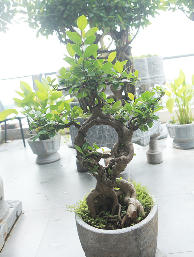 Độc đáo nhất Việt Nam: Uốn si cổ thành chữ Song hỷ, Ngũ phúc rồi bán giá tiền tỷ-5