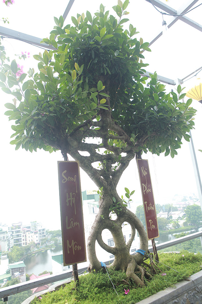 Độc đáo nhất Việt Nam: Uốn si cổ thành chữ Song hỷ, Ngũ phúc rồi bán giá tiền tỷ-6