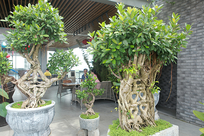 Độc đáo nhất Việt Nam: Uốn si cổ thành chữ Song hỷ, Ngũ phúc rồi bán giá tiền tỷ-8