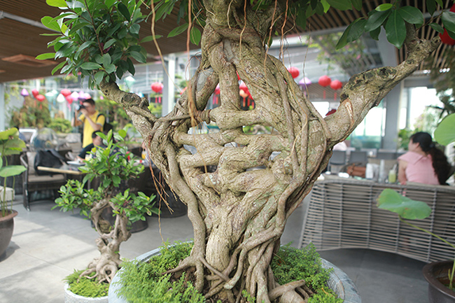 Độc đáo nhất Việt Nam: Uốn si cổ thành chữ Song hỷ, Ngũ phúc rồi bán giá tiền tỷ-9