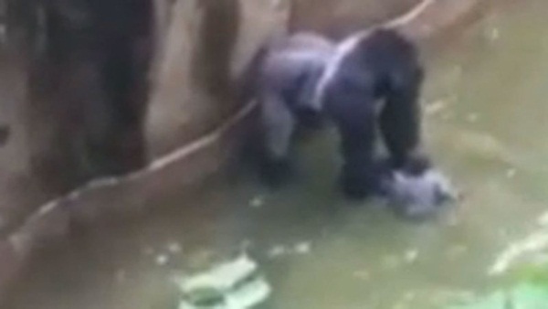 Thấy bé trai rơi vào chuồng, khỉ đột hành động khiến thế giới ngỡ ngàng, 20 năm sau chuyện tương tự xảy ra song con vật nhận kết cục trái ngược hoàn toàn-3