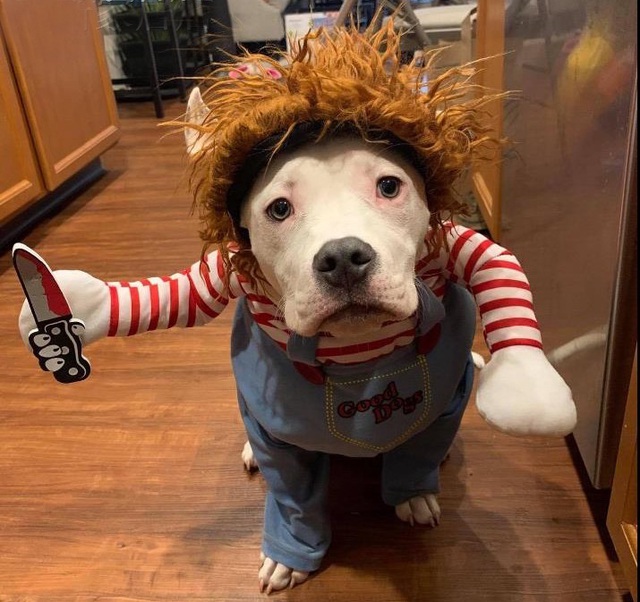 Chủ nhân rút hầu bao, chi đậm sắm đồ Halloween cho thú cưng-1