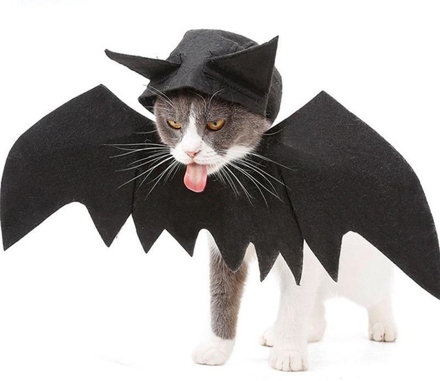 Chủ nhân rút hầu bao, chi đậm sắm đồ Halloween cho thú cưng-2