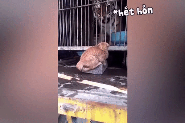 Hổ hết hồn vì bị mèo doạ đánh