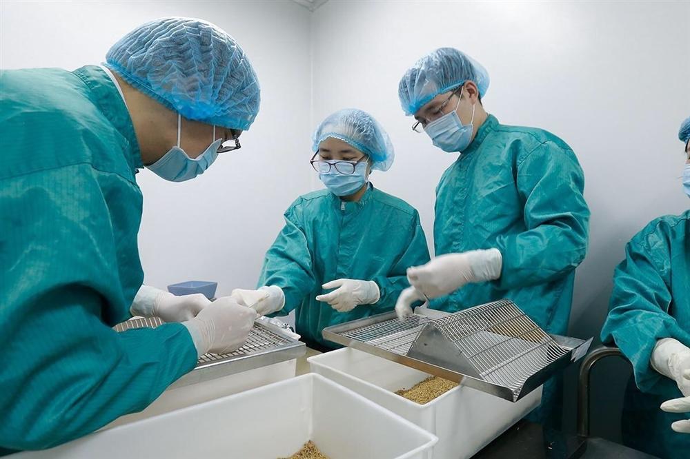 Việt Nam bắt đầu thử nghiệm vắc xin Covid-19 trên khỉ-2