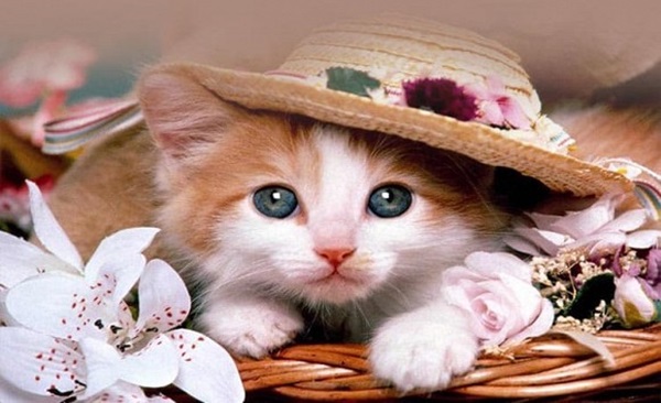 Cuối tuần này, top 3 con giáp được thần tài để mắt, tài lộc tăng vọt, gặp vận đổi đời-2