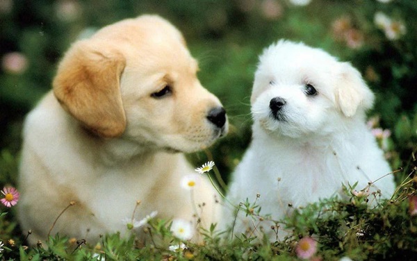 Tử vi 15 ngày tới: 3 con giáp gặp cơ hội phát tài, tiền đếm không xuể-2