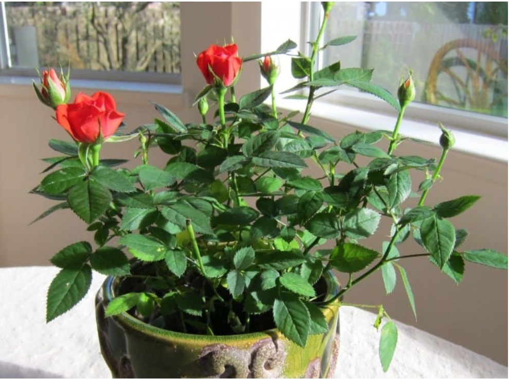 Muốn xui xẻo tránh xa căn nhà, trồng ngay 4 loại cây phú quý này-2