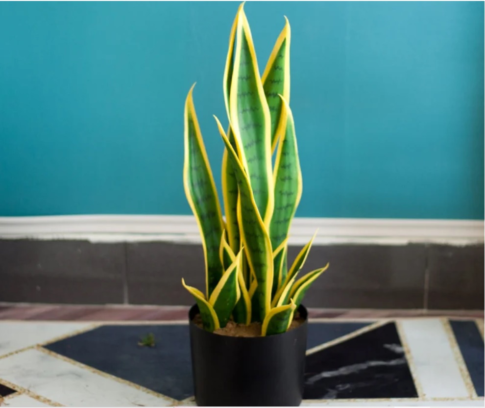 Muốn xui xẻo tránh xa căn nhà, trồng ngay 4 loại cây phú quý này-1