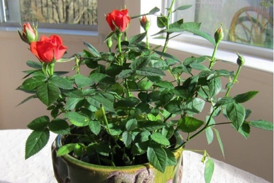 Muốn xui xẻo tránh xa căn nhà, trồng ngay 4 loại cây phú quý này