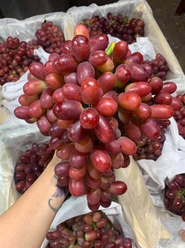 Bí mật về loại nho ruby ‘làm mưa làm gió’ trên thị trường-1