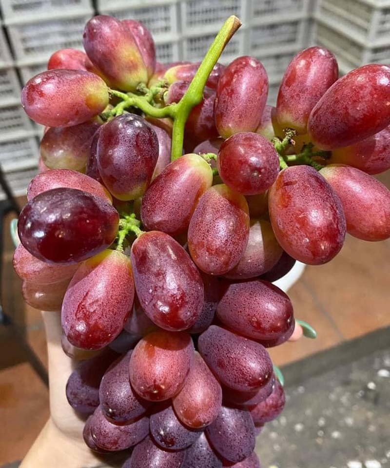 Bí mật về loại nho ruby ‘làm mưa làm gió’ trên thị trường-2