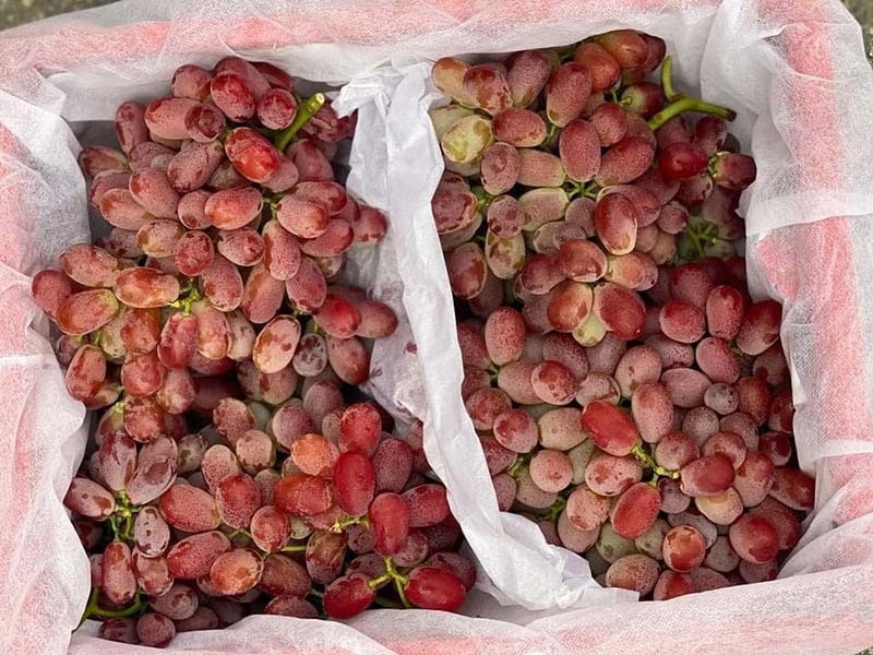 Bí mật về loại nho ruby ‘làm mưa làm gió’ trên thị trường-3