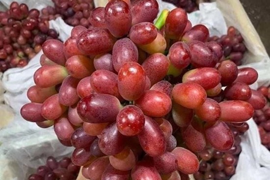 Bí mật về loại nho ruby ‘làm mưa làm gió’ trên thị trường