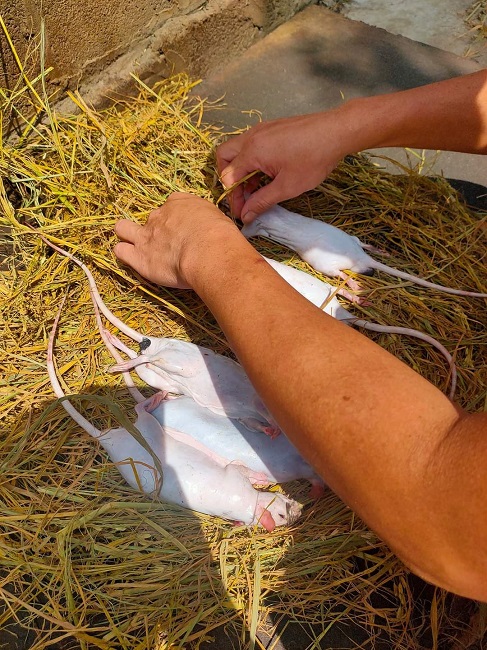 Chuột đồng thành đặc sản đắt hơn thịt lợn, người dân đi bắt kiếm tiền triệu mỗi ngày-3