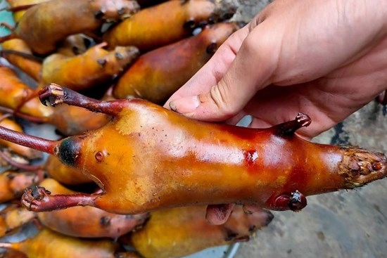 Chuột đồng thành đặc sản đắt hơn thịt lợn, người dân đi bắt kiếm tiền triệu mỗi ngày