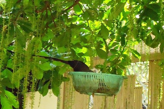 Ngôi nhà may mắn thường có 5 điểm này, cứ so sánh với nhà giàu là biết chuẩn hay không