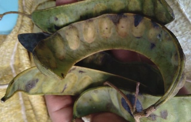 Hà Nội: Cháy hàng bồ kết, khách giành nhau từng quả về xông nhà-2