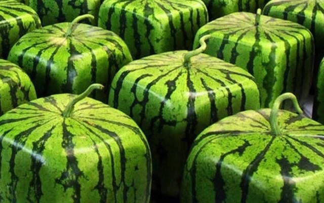 Sửng sốt với loại quả đắt đỏ, cắn một miếng bay ngay tiền triệu-3