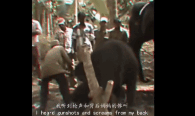 6 năm bị bắt làm nô lệ tình dục, bị giam cầm đánh đập làm trò mua vui và đó chưa phải là tất cả sự hành hạ mà động vật phải gánh chịu-4