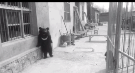 6 năm bị bắt làm nô lệ tình dục, bị giam cầm đánh đập làm trò mua vui và đó chưa phải là tất cả sự hành hạ mà động vật phải gánh chịu-5