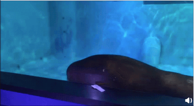 6 năm bị bắt làm nô lệ tình dục, bị giam cầm đánh đập làm trò mua vui và đó chưa phải là tất cả sự hành hạ mà động vật phải gánh chịu-7