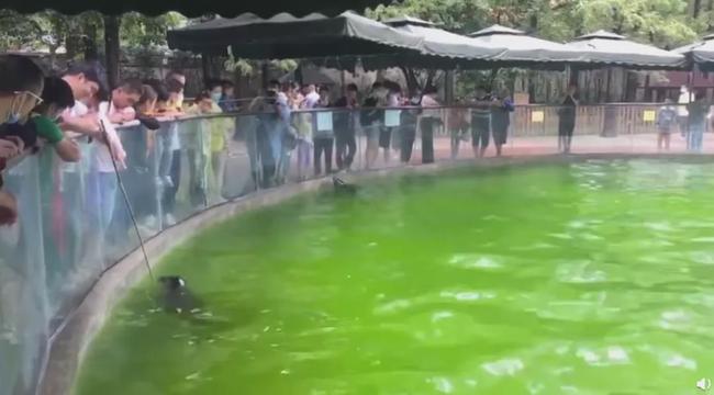 6 năm bị bắt làm nô lệ tình dục, bị giam cầm đánh đập làm trò mua vui và đó chưa phải là tất cả sự hành hạ mà động vật phải gánh chịu-8