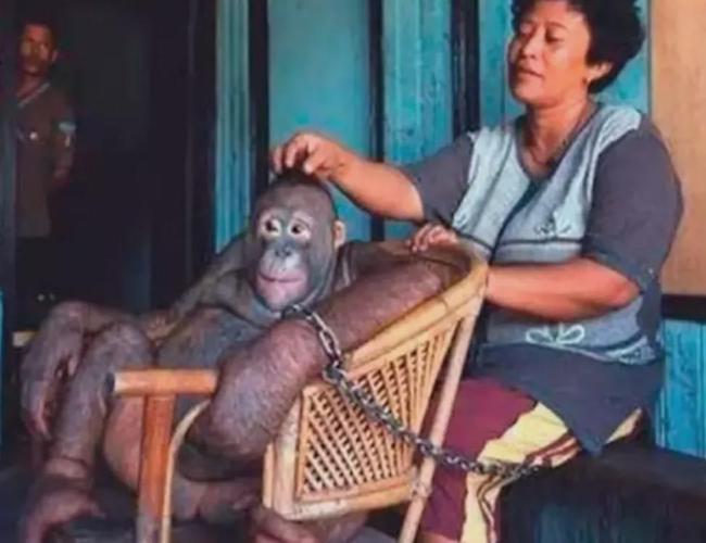 6 năm bị bắt làm nô lệ tình dục, bị giam cầm đánh đập làm trò mua vui và đó chưa phải là tất cả sự hành hạ mà động vật phải gánh chịu-10