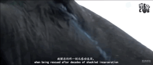 6 năm bị bắt làm nô lệ tình dục, bị giam cầm đánh đập làm trò mua vui và đó chưa phải là tất cả sự hành hạ mà động vật phải gánh chịu-11