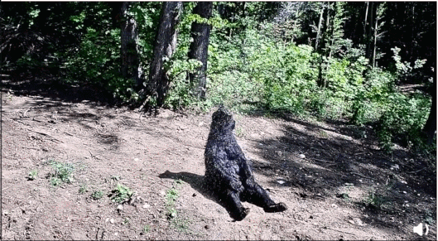 6 năm bị bắt làm nô lệ tình dục, bị giam cầm đánh đập làm trò mua vui và đó chưa phải là tất cả sự hành hạ mà động vật phải gánh chịu-12